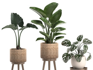 decorative plants in a basket 574 3D Модель