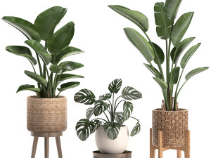 decorative plants in a basket 574 3D Модель