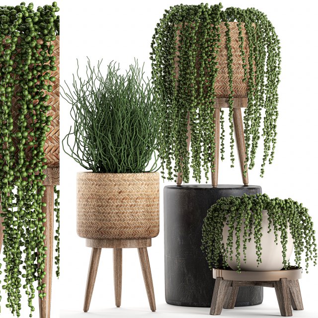 decorative plants in a basket 575 3D Model .c4d .max .obj .3ds .fbx .stl .blend 