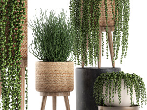 decorative plants in a basket 575 3D Модель