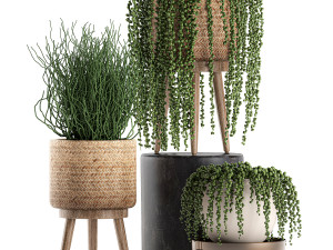 decorative plants in a basket 575 3D Model