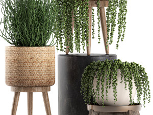 decorative plants in a basket 575 3D Model