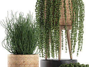 decorative plants in a basket 575 3D Model