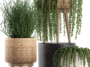 decorative plants in a basket 575 3D Model