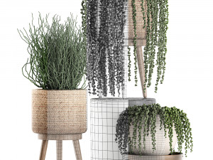 decorative plants in a basket 575 3D Model