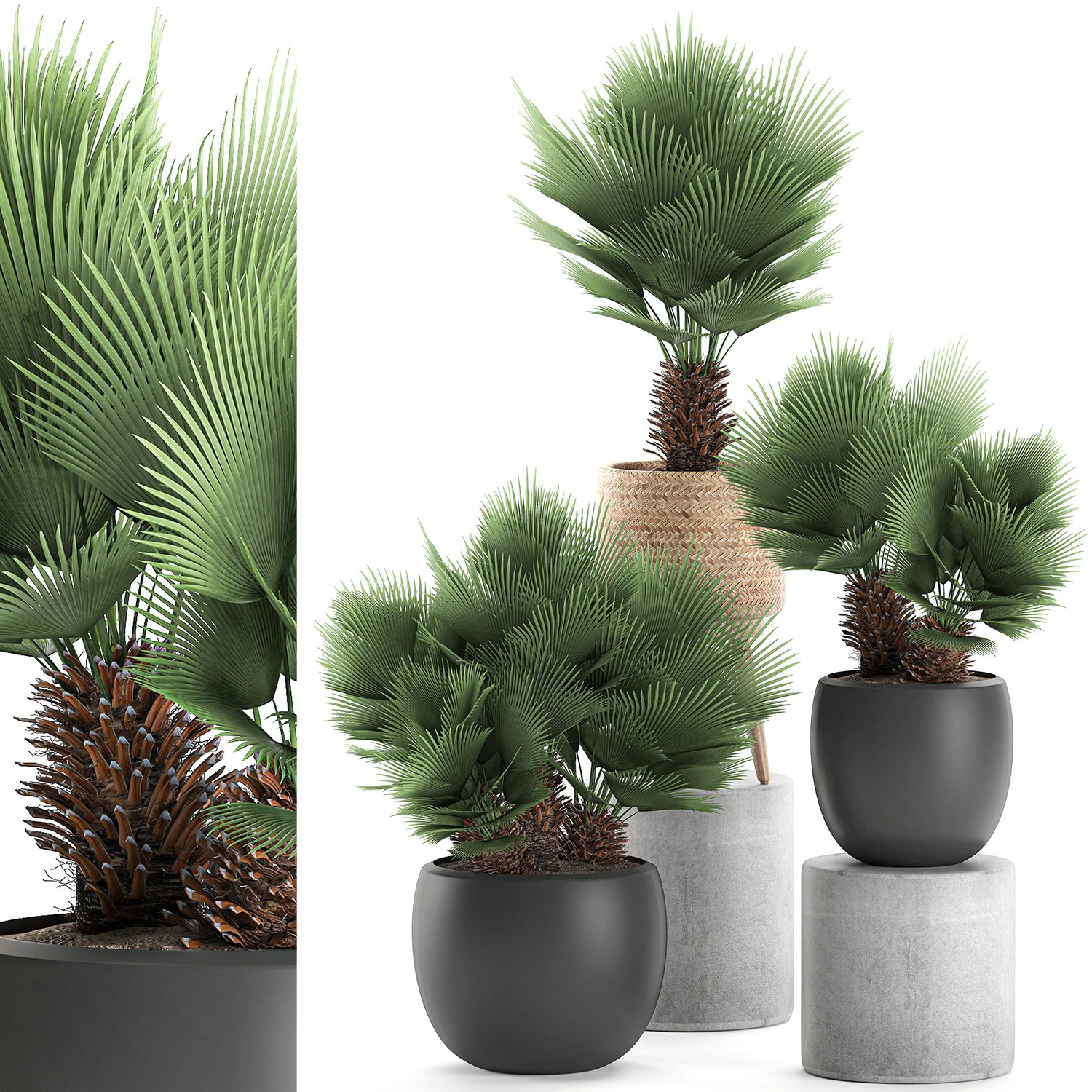decorative chamaerops palms in a white flowerpot 576 3D Model .c4d .max .obj .3ds .fbx .stl .blend