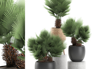decorative chamaerops palms in a white flowerpot 576 Modelo 3D