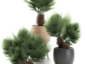 decorative chamaerops palms in a white flowerpot 576 3D Model