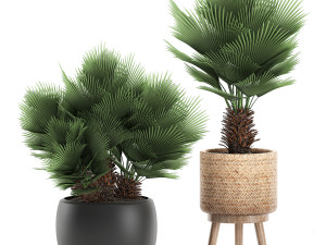 decorative chamaerops palms in a white flowerpot 576 3D Model