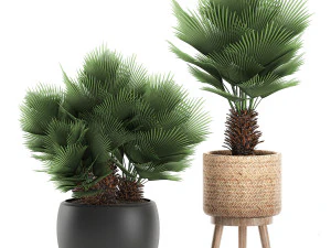 decorative chamaerops palms in a white flowerpot 576 3D Model