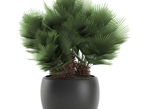 decorative chamaerops palms in a white flowerpot 576 3D Model