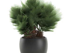 decorative chamaerops palms in a white flowerpot 576 3D Model