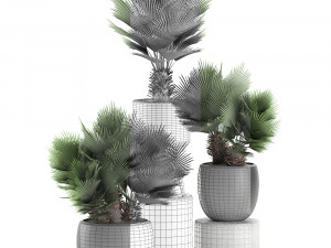 decorative chamaerops palms in a white flowerpot 576 3D Model
