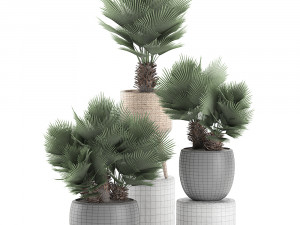 decorative chamaerops palms in a white flowerpot 576 3D Model
