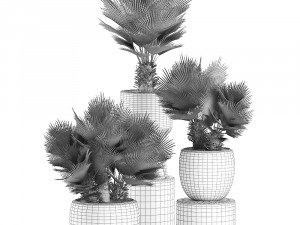 decorative chamaerops palms in a white flowerpot 576 3D Model