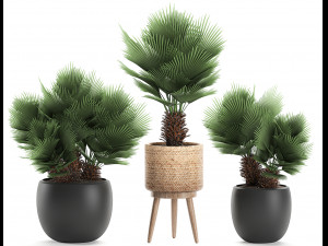 decorative chamaerops palms in a white flowerpot 576 3D Model