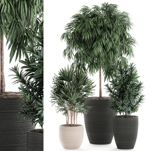 decorative plants in a black flowerpot 577 3D मॉडल .c4d .max .obj .3ds .fbx .stl .blend 