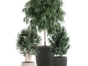 decorative plants in a black flowerpot 577 3D मॉडल