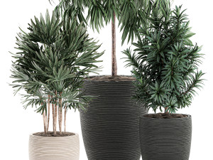decorative plants in a black flowerpot 577 3D मॉडल