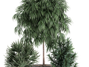 decorative plants in a black flowerpot 577 3D मॉडल