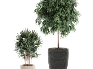 decorative plants in a black flowerpot 577 3D मॉडल