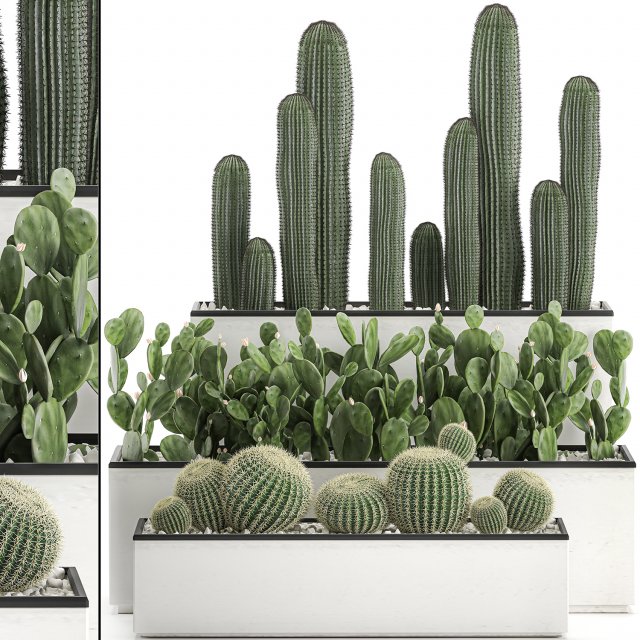 decorative cactus in white pots for the interior 578 3D-Modell .c4d .max .obj .3ds .fbx .stl .blend 