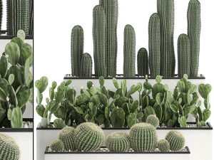 decorative cactus in white pots for the interior 578 Modelo 3D