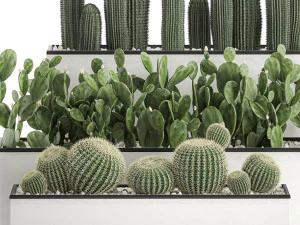 decorative cactus in white pots for the interior 578 3D Model