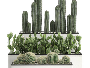 decorative cactus in white pots for the interior 578 3D-Modell