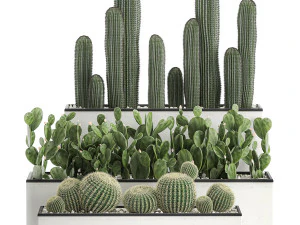 decorative cactus in white pots for the interior 578 3D Model