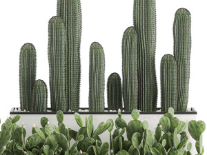 decorative cactus in white pots for the interior 578 3D-Modell