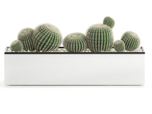 decorative cactus in white pots for the interior 578 3D-Modell