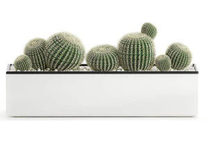 decorative cactus in white pots for the interior 578 3D Model