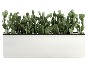 decorative cactus in white pots for the interior 578 3D-Modell