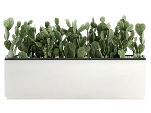 decorative cactus in white pots for the interior 578 3D Model