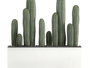 decorative cactus in white pots for the interior 578 3D-Modell