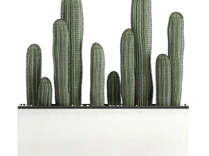 decorative cactus in white pots for the interior 578 3D Model