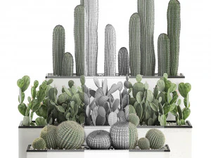 decorative cactus in white pots for the interior 578 3D Model