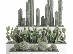 decorative cactus in white pots for the interior 578 3D-Modell