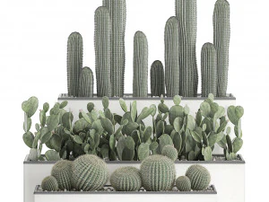 decorative cactus in white pots for the interior 578 3D Model