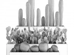 decorative cactus in white pots for the interior 578 3D Model