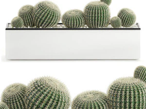 decorative cactus in white pots for the interior 578 3D Model