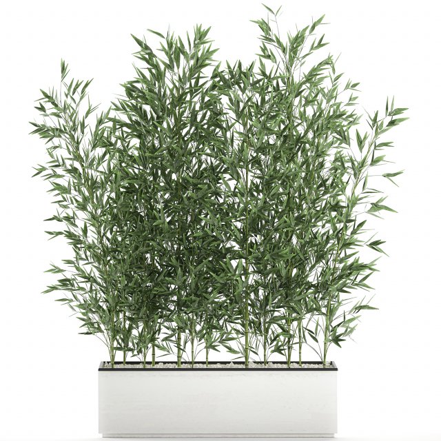 bamboo bush for the interior in a white flowerpot 579 3D Model .c4d .max .obj .3ds .fbx .stl .blend 