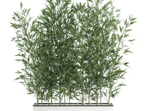 bamboo bush for the interior in a white flowerpot 579 3D Model