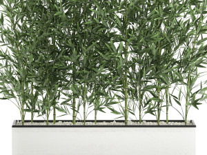 bamboo bush for the interior in a white flowerpot 579 3D Model