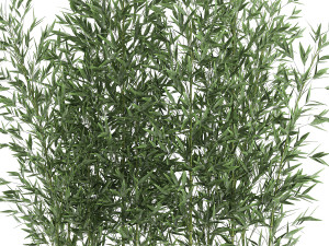 bamboo bush for the interior in a white flowerpot 579 3D Model