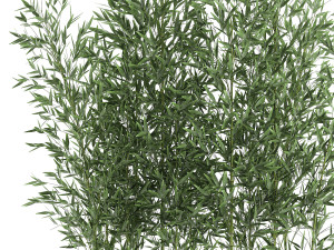 bamboo bush for the interior in a white flowerpot 579 3D Model