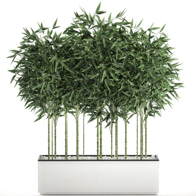 bamboo bush for the interior in a white flowerpot 580 3D 모델 .c4d .max .obj .3ds .fbx .stl .blend 