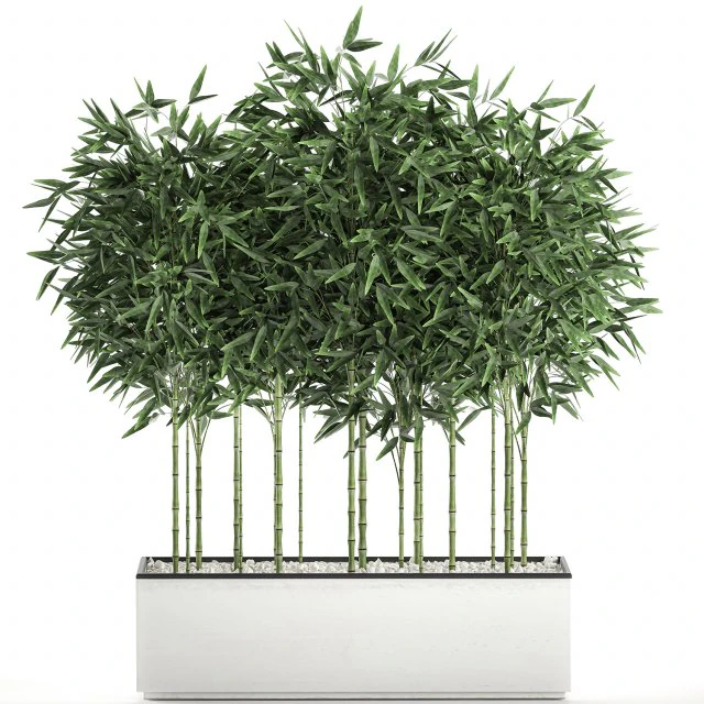 bamboo bush for the interior in a white flowerpot 580 3D Model .c4d .max .obj .3ds .fbx .stl .blend 