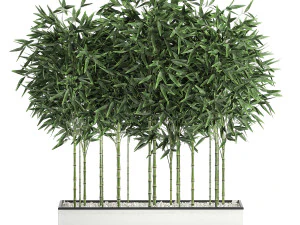 bamboo bush for the interior in a white flowerpot 580 3D Model